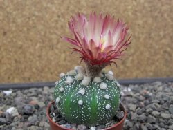 Astrophytum asterias X akabana oibo, květináč 5,5 cm - 12412864