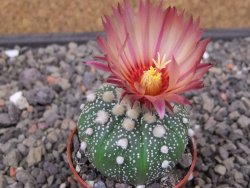 Astrophytum asterias X akabana oibo, květináč 5,5 cm - 12412865