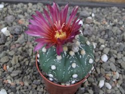 Astrophytum asterias X akabana oibo, květináč 5,5 cm - 12412866
