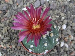 Astrophytum asterias X akabana oibo, květináč 5,5 cm - 12412867