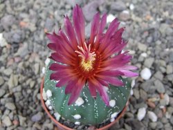 Astrophytum asterias X akabana oibo, květináč 5,5 cm