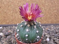 Astrophytum asterias X akabana oibo, květináč 5,5 cm - 12412869