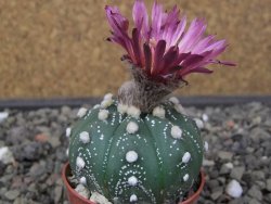 Astrophytum asterias X akabana oibo, květináč 5,5 cm - 12412870