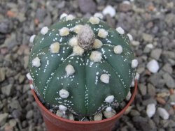Astrophytum asterias X akabana oibo, květináč 5,5 cm - 12412871