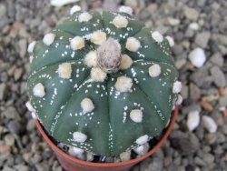 Astrophytum asterias X akabana oibo, květináč 5,5 cm - 12412872