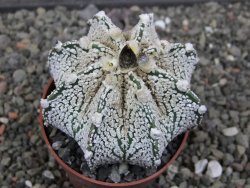 Astrophytum Z Jasenné pot 6,5 cm - 12412877