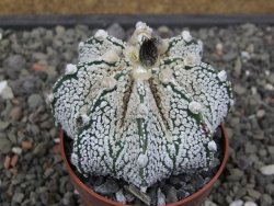 Astrophytum Z Jasenné pot 6,5 cm - 12412879