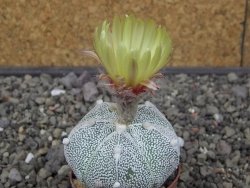 Astrophytum Z Jasenné pot 5,5 cm - 12412884