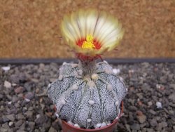 Astrophytum Z Jasenné pot 5,5 cm - 12412890