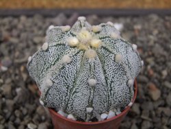 Astrophytum Z Jasenné pot 5,5 cm - 12412891
