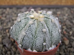 Astrophytum Z Jasenné pot 5,5 cm - 12412892