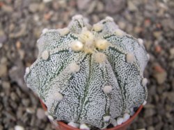 Astrophytum Z Jasenné pot 5,5 cm - 12412893
