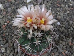 Coryphantha poselgeriana Escalon Chih. pot 5,5 cm