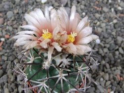 Coryphantha poselgeriana Escalon Chih. pot 5,5 cm - 12412895