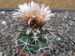 Coryphantha poselgeriana Escalon Chih. pot 5,5 cm - 12412896
