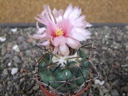Coryphantha poselgeriana Escalon Chih. pot 5,5 cm