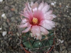 Coryphantha poselgeriana Escalon Chih. pot 5,5 cm - 12412899