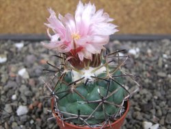 Coryphantha poselgeriana Escalon Chih. pot 5,5 cm - 12412900