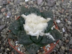 Ariocarpus fissuratus Puertecitos, pot 5,5 cm - 12412901