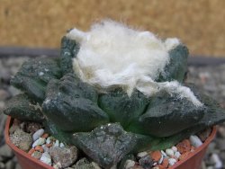 Ariocarpus fissuratus Puertecitos, pot 5,5 cm