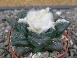 Ariocarpus fissuratus Puertecitos, pot 5,5 cm - 12412903
