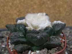 Ariocarpus fissuratus Puertecitos, pot 5,5 cm - 12412904