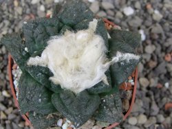 Ariocarpus fissuratus Puertecitos, pot 5,5 cm - 12412905