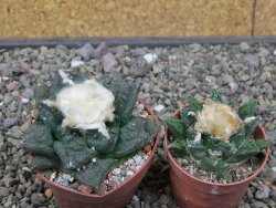 Ariocarpus fissuratus Puertecitos, pot 5,5 cm - 12412906