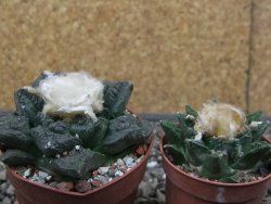 Ariocarpus fissuratus Puertecitos, pot 5,5 cm - 12412907
