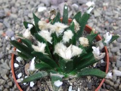 Ariocarpus agavoides květináč 6,5 cm cites IA - 12412908