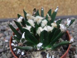 Ariocarpus agavoides květináč 6,5 cm cites IA - 12412909