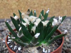 Ariocarpus agavoides květináč 6,5 cm cites IA