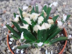 Ariocarpus agavoides květináč 6,5 cm cites IA - 12412911
