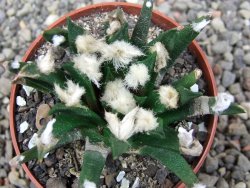 Ariocarpus agavoides květináč 6,5 cm cites IA - 12412912