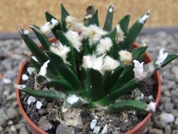Ariocarpus agavoides květináč 6,5 cm cites IA - 12412913