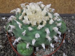 Lophophora difusa XXL květináč 11 cm - 12412914