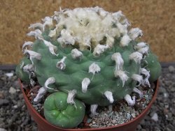 Lophophora difusa XXL květináč 11 cm