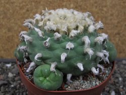 Lophophora difusa XXL květináč 11 cm - 12412916