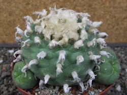 Lophophora difusa XXL květináč 11 cm - 12412917