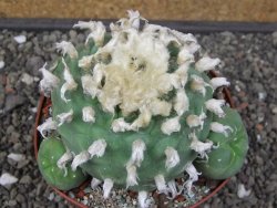 Lophophora difusa XXL květináč 11 cm - 12412918