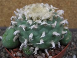 Lophophora difusa XXL květináč 11 cm - 12412919