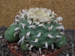Lophophora difusa XXL květináč 11 cm - 12412920