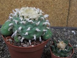 Lophophora difusa XXL květináč 11 cm - 12412921