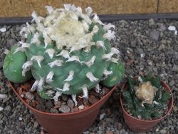 Lophophora difusa XXL květináč 11 cm - 12412922