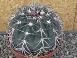 Gymnocalycium spegazzinii MM 195 květináč 9 cm - 12412923