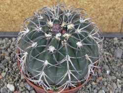 Gymnocalycium spegazzinii MM 195 květináč 9 cm - 12412925