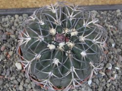 Gymnocalycium spegazzinii MM 195 květináč 9 cm - 12412926