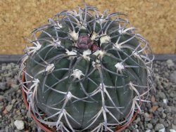 Gymnocalycium spegazzinii MM 195 květináč 9 cm - 12412927