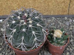 Gymnocalycium spegazzinii MM 195 květináč 9 cm - 12412930