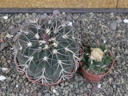 Gymnocalycium spegazzinii MM 195 květináč 9 cm - 12412931